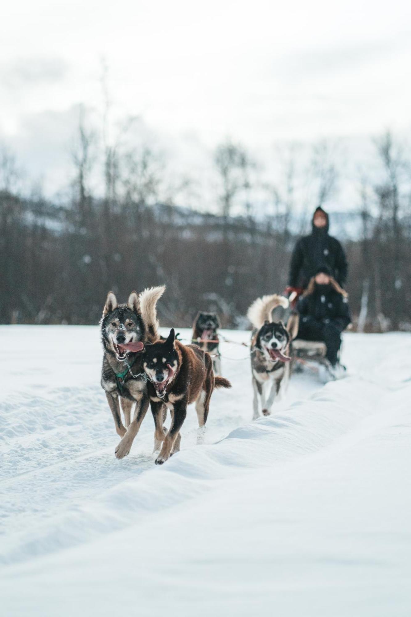 Holmen Husky Lodge