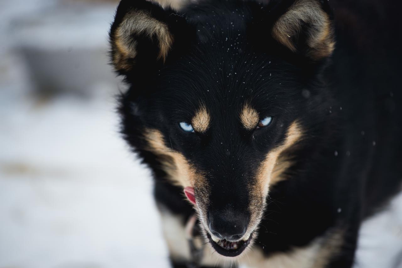 Holmen Husky * Alta