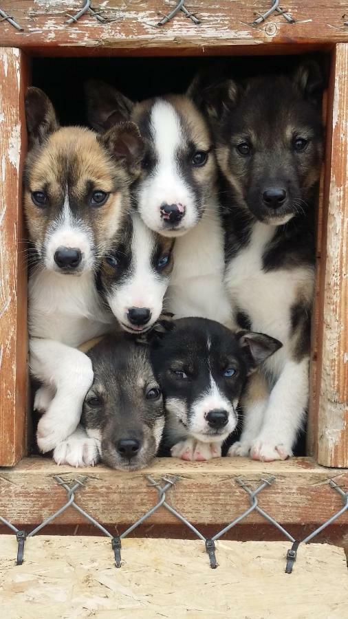 Holmen Husky Alta